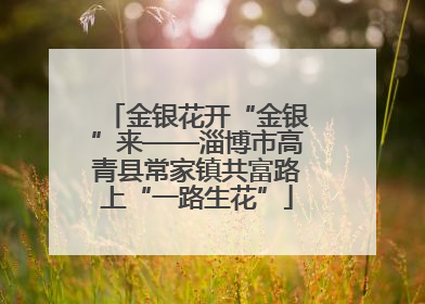 金银花开“金银”来——淄博市高青县常家镇共富路上“一路生花”